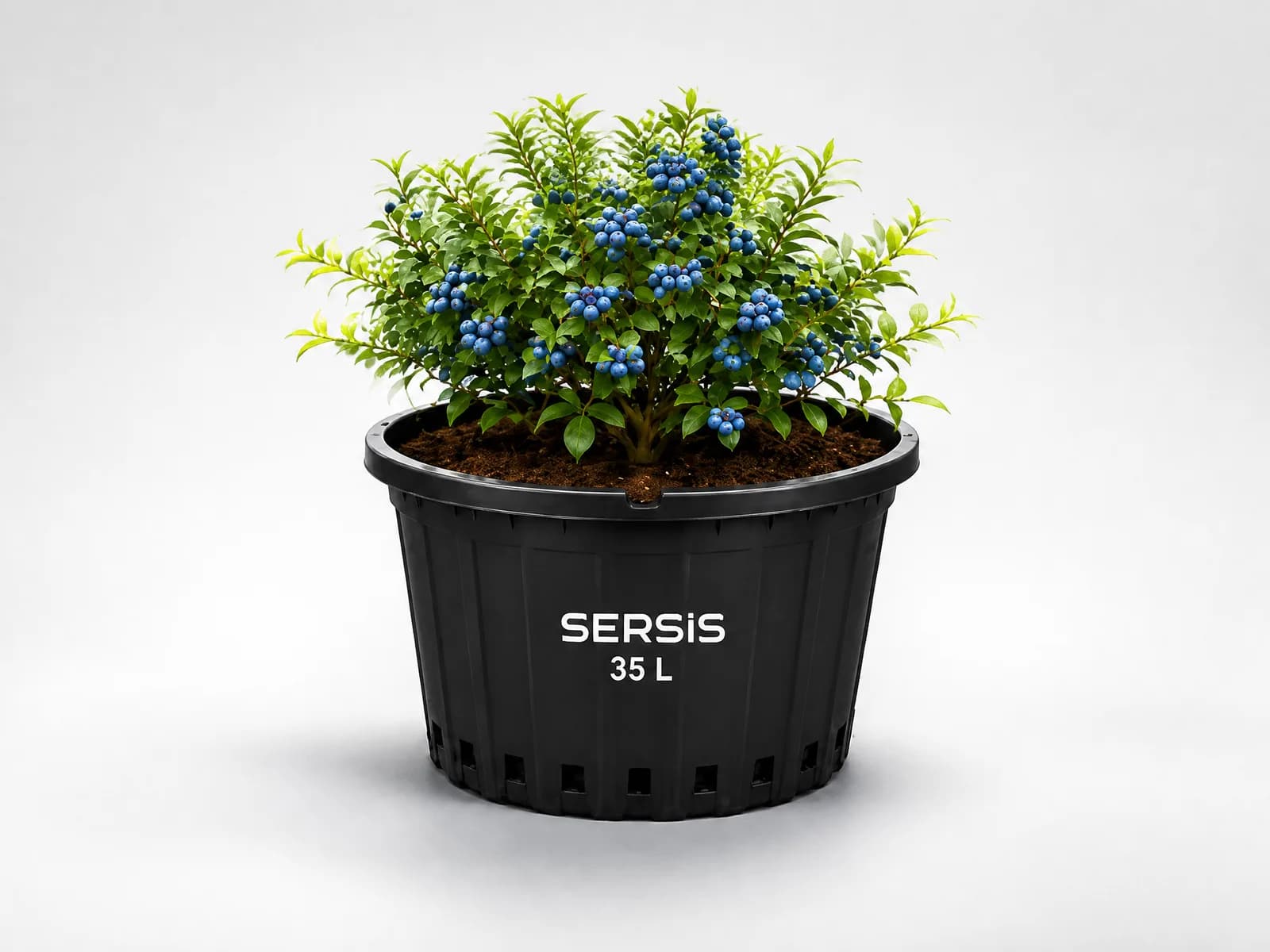 Sersis 35 Lt Blueberry Üretim Saksısı